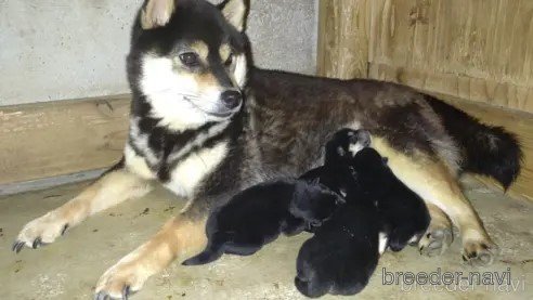 成約済の鹿児島県の柴犬-335535の2枚目